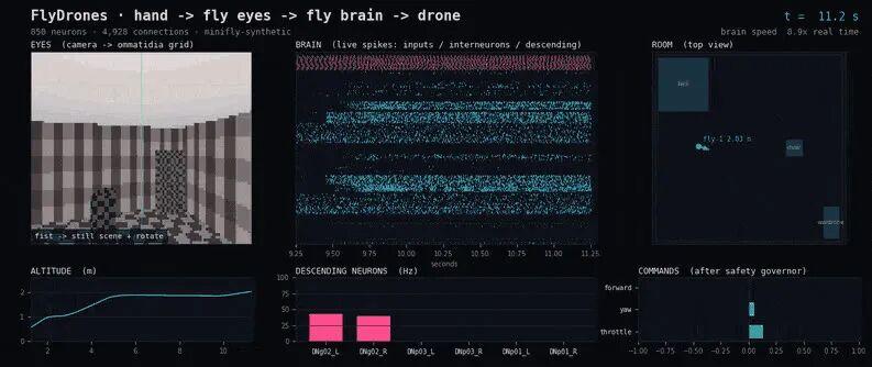 FlyDrones local dashboard running a scripted hand gesture sequence beside a live spike raster