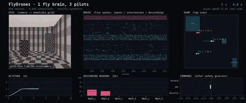 FlyDrones swarm mode running one connectome wiring diagram as three independent drone brains